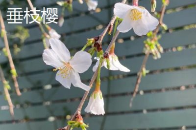 樱花的花期,常在3-4月份开放