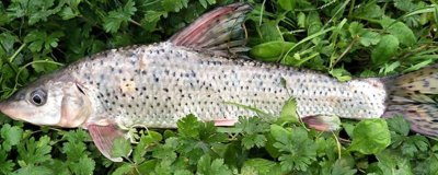 哪些鱼小刺特别多，常见的有花骨鱼、白丝鱼、刀鲚鱼等