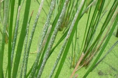 荸荠杆枯病的防治策略，栽植1茬荸荠在3年内轮作其它作物