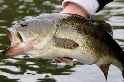 容易让鲈鱼上钩的饵料,河虾是鲈鱼的主要食物