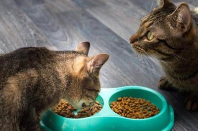 能不能使用塑料材质的猫食盘，长期使用容易导致猫咪黑下巴