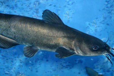 叉尾鮰鱼的价格，零售价一般在8-12元一斤