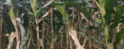 玉米纹枯病的症状,初期为水渍状近圆形病斑