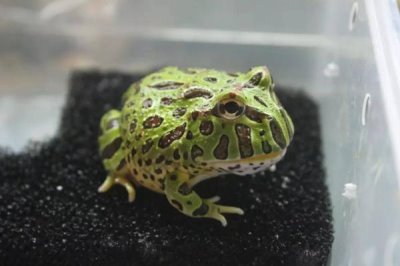 角蛙可以长多大，饲喂时候需注意会咬人