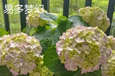 绣球花的品种,这几个品种值得入手