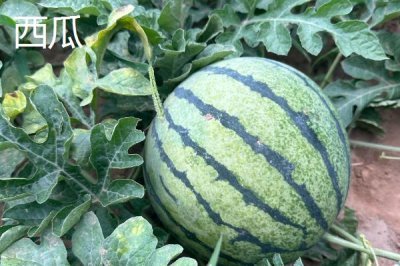 亩收益上万有哪些种植品种,推荐种植香椿、天麻等