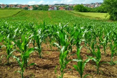 丰爆103玉米种子介绍，中抗穗腐病