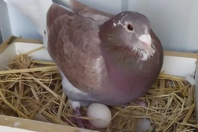 鸽子繁殖期的饲养注意事项,要经常检查鸽子孵化的巢盆