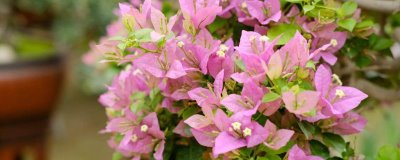 三角梅一年开多少次花，一般一年只开一次花