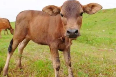 养牛的风险,包括肉牛来源、养殖技术等