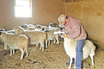 给羊驱虫的方法,主要在春天和秋天进行