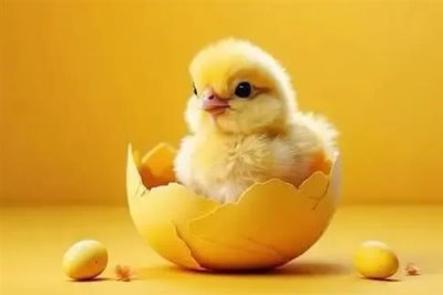 雏鸡采食量低的原因及解决办法,可能是育雏温度不佳或水质的原因