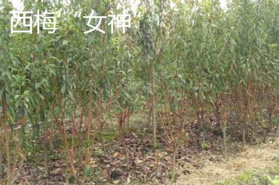 黑霸王李子苗的价格,一棵需要3-6元左右