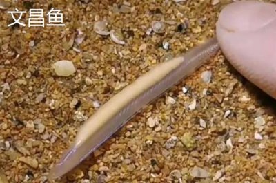 凶猛淡水鱼品种,常见的有哲罗鲑、黑斑狗鱼等
