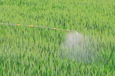 怎么解决除草剂药害,可将芸苔素、鲜牛奶和葡萄糖兑水喷雾