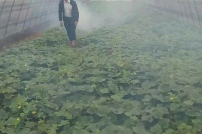 如何降低蔬菜种植中的农药残留，减少农药使用量是关键