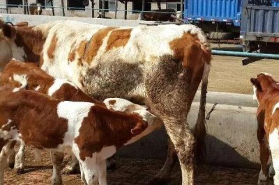 牛应激反应的表现,表现为精神会很紧张、四处张望等