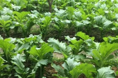 大头菜的种植时间,一般可在7-10月份陆续播种