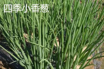 小葱的产地，原产于西伯利亚