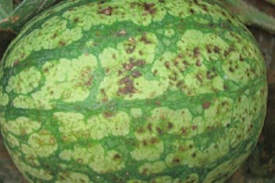 怎么防治西瓜细菌性角斑病,播种前可用温水浸种杀菌