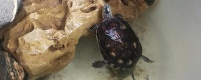 新手怎么养草龟，从养殖环境、饵料、清洁等方面着手