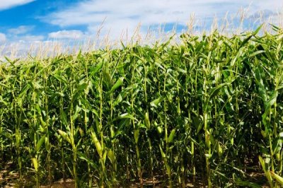 玉米的亩产量,会受到品种、种植地区等条件的影响