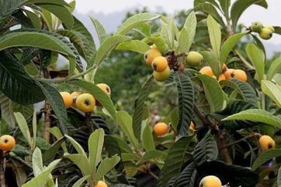 枇杷的管理方法,现核时要追施壮果肥