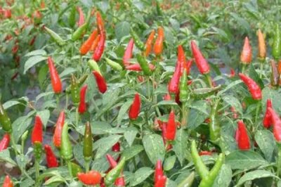 观赏辣椒品种分类，常见的有风铃观赏椒、梦都莎观赏椒等