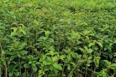 四季桂怎么种植,盆土要保持湿润、每天要提供足够的光照