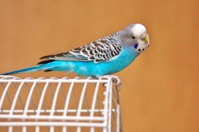 冬天如何对虎皮鹦鹉保暖,可在笼舍中垫上棉絮等保暖材料