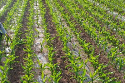 玉米播种后多久拔节,通常需要根据玉米的品种而定