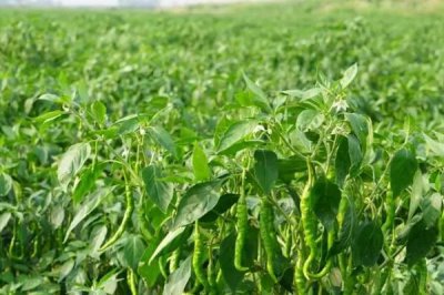 青椒的施肥原则，施足基肥十分重要