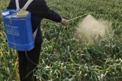 大蒜软腐病怎么治,发病初期用可杀得可湿性微粒粉剂效果好