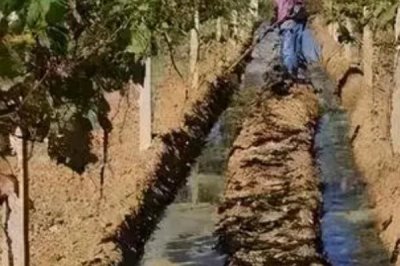 巨峰葡萄的冬季管理技术,需向园内施入充足的基肥