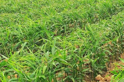 生姜高产种植方法,及时打顶有助于养分向根茎转移