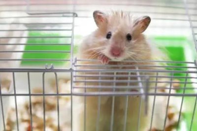 仓鼠怎么降火,一定要立刻调整饮食