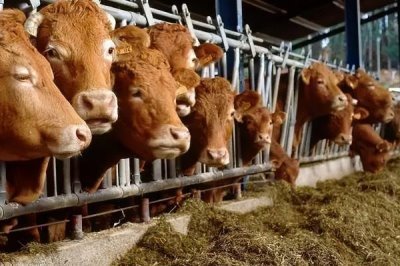 为什么母牛会喝小牛的尿，可能是因为它们口渴