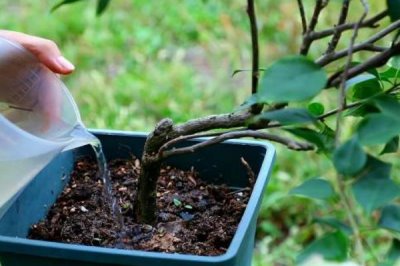 三角梅冬季什么时候修剪，在每年的十一月份进行