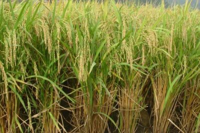 湖北荆州的特产，有荆州八宝饭、洪湖莲子等