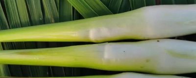 茭白怎么种植才能高产，关键是要进行水旱轮作