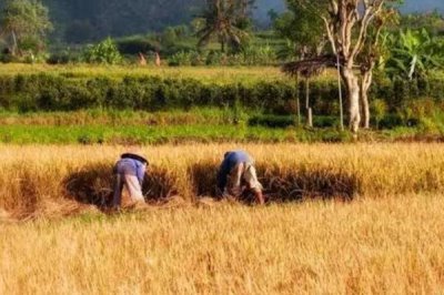 水稻收割前什么时候断水，要根据具体情况灵活掌握