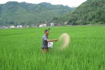 使用氮肥要注意什么，不能和碱性肥料、有机肥一起使用