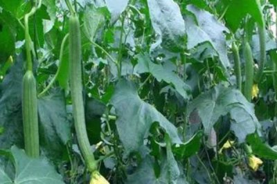 怎么防治丝瓜上面的病害,可根据病害类型喷施对应药剂