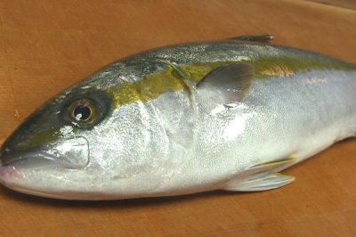 什么是鰤鱼,属于鲹科、鰤属海洋鱼类的统称