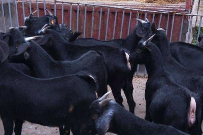 黑山羊怎么养殖,需挑选具有较抗病和适应能力的品种