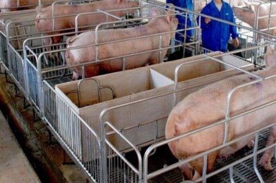 怎么判断猪得了猪瘟,一般体温会升高且精神不振