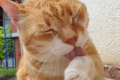 猫咪舔毛变得频繁的原因，可能是身上较脏或情绪焦虑等