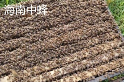 海南中蜂品种介绍，群势较小但具有较强的采集能力