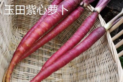 河北秦皇岛有哪些特产,昌黎葡萄畅销全国各地