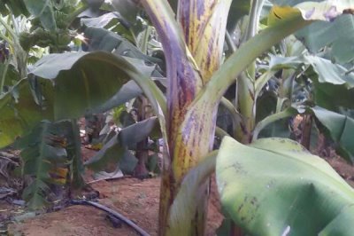 香蕉病虫害及防治方法,不同的病虫害采用不同的防治方法